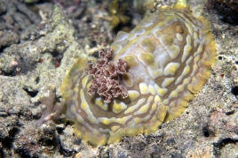 dsc 0153.jpg Nudibranche Asteronotus cespitosus à Pulau dua, Togians, Sulawesi