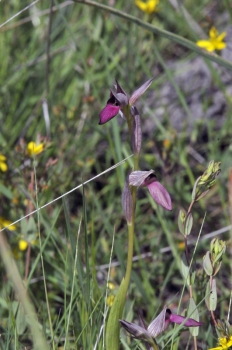 dsc 2846.jpg Orchidée Lingua serapia dans le parc naturel Tajo international