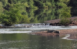 dsc 9379.jpg Crocodile du Nil Crocodylus niloticus Laurenti au bord de la Gambie au camp du Lion dans le Parc National de Niokolo Koba