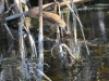 dsc 0580.jpg Rousserolle effarvatte Acrocephalus scirpaceus au lac de Sanaturi