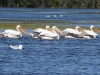dsc 1140.jpg Pélicans blancs Pelecanus onocrotalus sur le lac Bogdapostre