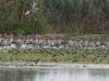 dsc 2139.jpg Oies cendrées Anser anser et pélicans blancs Pelecanus onocrotalus sur le lac Iacob