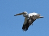 dsc 2581.jpg Pélican blanc Pelecanus onocrotalus dans le golfe de Musura à Sulina