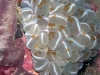 pb 250106.jpg Vers plats acoela dans du corail Plerogyra siunuosa à Old volcano, Camiguin, Philippines