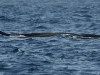 dsc 4723.jpg Sortie en mer baleines et dauphins