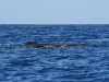 dsc 4735.jpg Sortie en mer baleines et dauphins