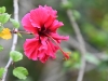 dsc 4350.jpg Hibiscus dans la réserve florale de Recreio do misteriode Sao Joao à Pico