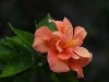 dsc 4356.jpg Hibiscus dans la réserve florale de Recreio do misteriode Sao Joao à Pico
