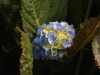 dsc 4568.jpg Hortensia bleu et blanc typique des Açores à Corvo