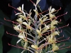dsc 4574.jpg Gingembre Kahili ou longose, Hedychium gardnerianum à Corvo