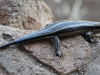 ch8a2276.jpg Lézard au Nkumbe lookout