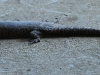 ch8a2320.jpg Lézard