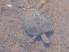 ch8a3280.jpg Tortue d'eau sur la rivière Letaba