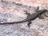 ch8a3372.jpg Lézard près du point de vue supérieur du Resort for ever
