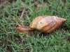 ch8a3432.jpg Escargot géant africain Lissachatine fulica dans le parc du lodge The Shoes à Draasloot