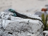 ch8a3833.jpg Lézard dans la péninsule du Cap de Bonne Espérance