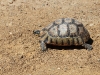 ch8a3934.jpg Tortue à soc d'Afrique du Sud, Chersina angulata,  près du village boer au West Coast National Park