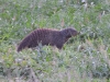 dscn0661.jpg Mangouste rayée Mungos mungo près des poubelles du camp de Satara