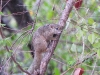 dscn0965.jpg Ecureuil des arbres Paraxerus cepapi à Mopani