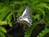 dscn1241.jpg Papillon au point d'observation bas du Resort for ever 