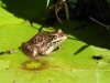 dscn1444.jpg Grenouille au parc national botanique de Kirstenbosch