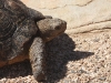 dscn1697.jpg Tortue sur le parking près du panneau du Cap au Cap de Bonne espérance