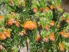 ch8a3481.jpg Protea, fleur emblémaique d'Afrique du Sud, au parc national botanique de Kirstenbosch