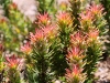 ch8a3498.jpg Fleurs au parc national botanique de Kirstenbosch