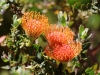 ch8a3513.jpg Protea, fleurs emblématiques d'Afrique du Sud, au parc national botanique de Kirstenbosch