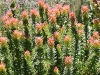 ch8a3514.jpg Fleurs au parc national botanique de Kirstenbosch
