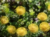 ch8a3515.jpg Protea, fleurs emblématiques d'Afrique du Sud, au parc national botanique de Kirstenbosch