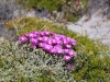 ch8a3808.jpg Fleurs dans la péninsule du Cap de Bonne espérance