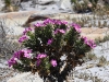 ch8a3809.jpg Fleurs dans la péninsule du Cap de Bonne espérance