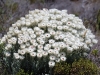 ch8a3825.jpg Fleurs dans le fynbos dans la  péninsule du Cap de Bonne Espérance