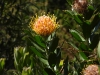 dscn1471.jpg Protea, fleur emblématique d'Afrique du sud, au parc national botanique de Kirstenbosch