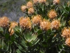 dscn1705.jpg Protea, fleur emblémaique d'Afrique du Sud, dans la péninsule du Cap