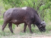 ch8a1904.jpg Buffle d'Afrique Syncerus caffer à Asfaal picnic area