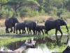 ch8a2096.jpg Eléphants de savane africains Loxodanta africana au lac Panic
