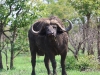 ch8a2313.jpg Buffle d'Afrique Syncerus caffer sur la route vers Lower sabie