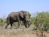 ch8a2527.jpg Eléphant de savane africains Loxodanta africana vers Lower sabie
