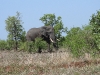 dscn0262.jpg Eléphant de savane africains Loxodanta africana vers Lower sabie