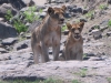 dscn0287.jpg Lionne & lionceau d'Afrique Panthera leo leo après Orpen dam