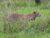 dscn0406.jpg Léopard d'Afrique Panthera pardus pardus sur la route de Lower sabie à Satara