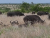 dscn0414.jpg Troupeau de buffles d'Afrique Syncerus caffer dans la savane avant Orpen dam