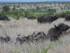 dscn0417.jpg Troupeau de buffles d'Afrique Syncerus caffer dans la savane avant Orpen dam