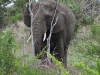 dscn0484.jpg Eléphant de savane africains Loxodanta africana après Orpen dam