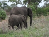 dscn0485.jpg Eléphants de savane africains Loxodanta africana après Orpen dam 