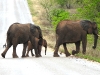 dscn0933.jpg Eléphants de savane africains Oxodanta africana sur la route Phalaborwa-Letaba