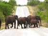 dscn0936.jpg Eléphants de savane africains Oxodanta africana sur la route Phalaborwa-Letaba