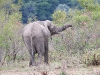 dscn9542.jpg Eléphant de savane africain Loxodanta africana à la porte de Malelane